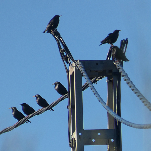 Avistamiento Estornino Negro