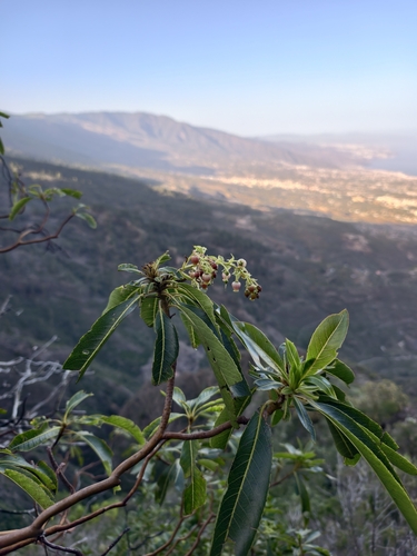 canary madrone (Arbutus canariensis)
