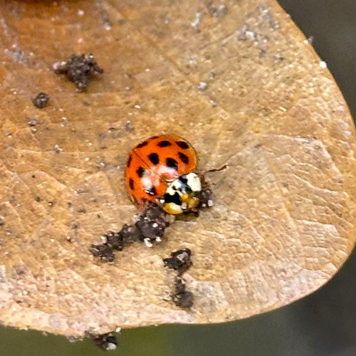 Asian Lady Beetle