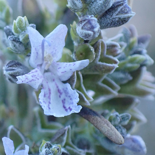 Avistamiento Salvia rosmarinus