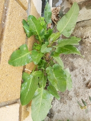 Rumex spinosus