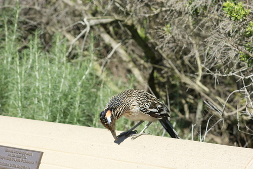 iNaturalist observation photo of Greater Roadrunner