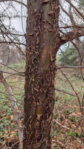 Smooth Arizona cypress (Hesperocyparis glabra)
