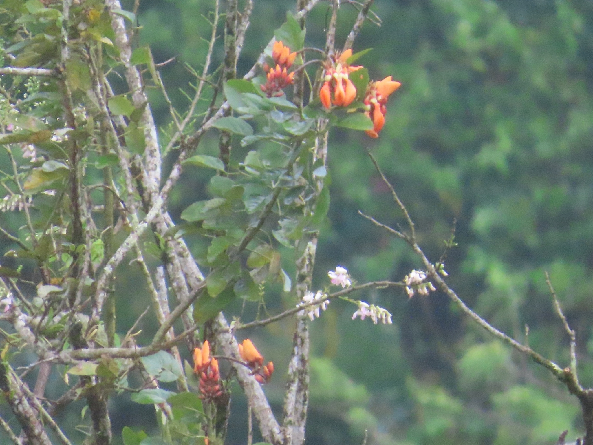 Foto de Erythrina fusca Lour.