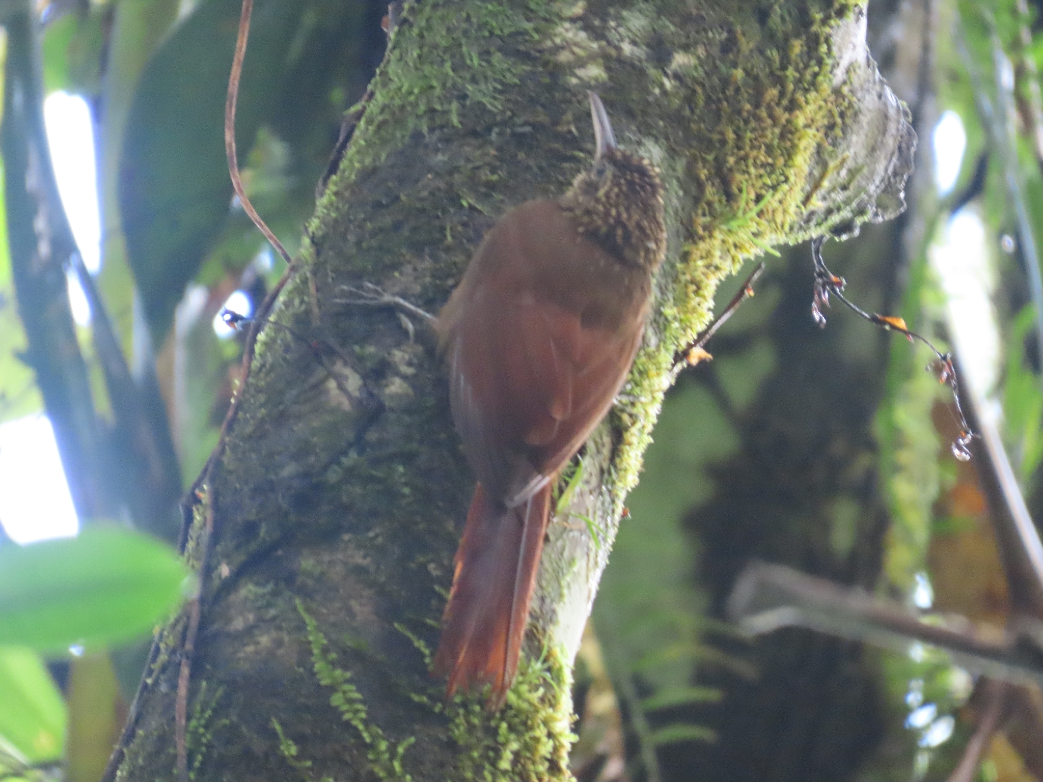 Cocoa Woodcreeper (Xiphorhynchus susurrans), photo 7