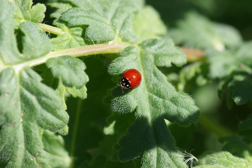 iNaturalist observation photo of Spotless Lady Beetle