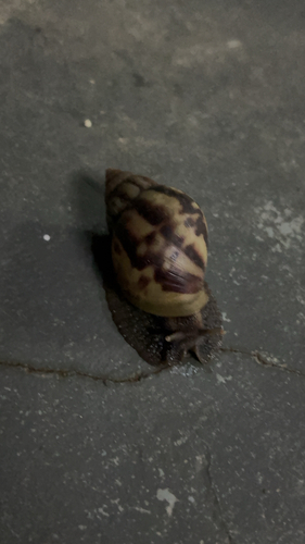 African Giant Snail