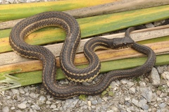 Nerodia clarkii clarkii