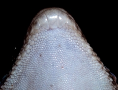 Turner's Gecko photo 2
