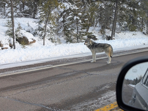 Gray Wolf photographed in Minnesota