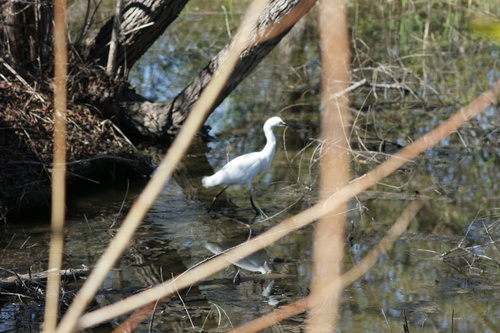 iNaturalist observation photo of Snowy Egret