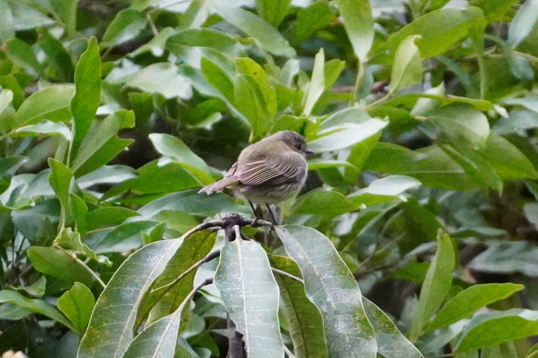 Guatemalan Tyrannulet (Zimmerius vilissimus), photo 5