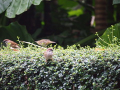 Helopsaltes certhiola