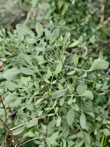Ruta pinnata, photograph 2