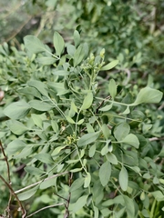 Ruta pinnata, photograph (c) Ben Jobson, some rights reserved (CC BY)