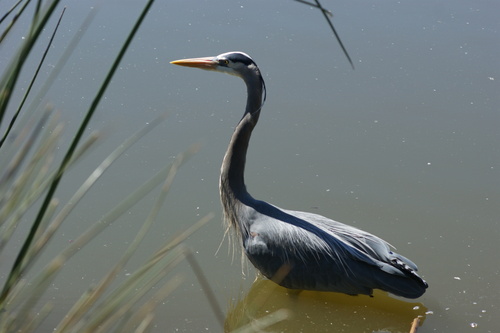 iNaturalist observation photo of Great Blue Heron