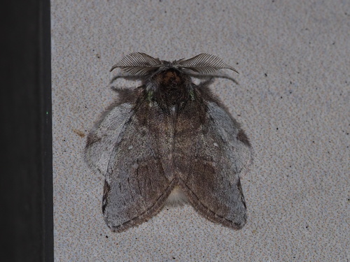 Liparopsis