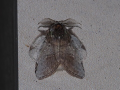 Liparopsis postalbida