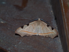 Achrosis rufescens