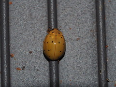 Harmonia sedecimnotata