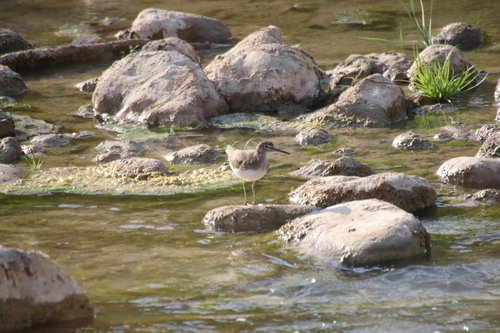 Green Sandpiper