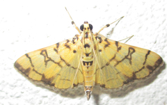 Pardomima callixantha