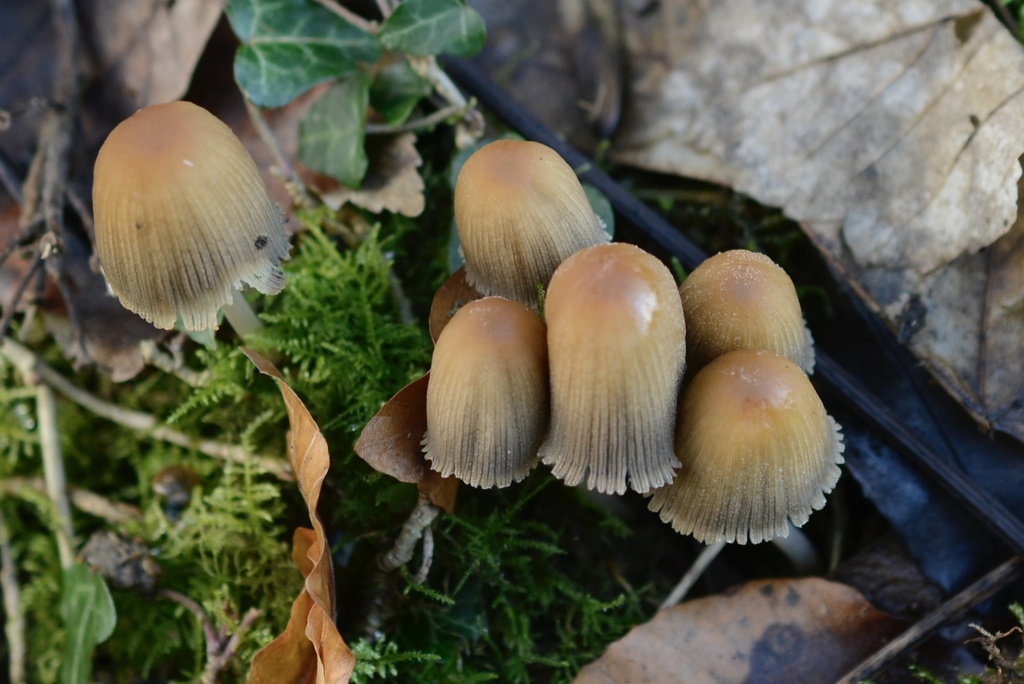 Coprinellus micaceus · February 2026 · photo: © cryptomarasmius (iNaturalist, cc-by)