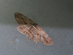 Hypomecis obliquisigna