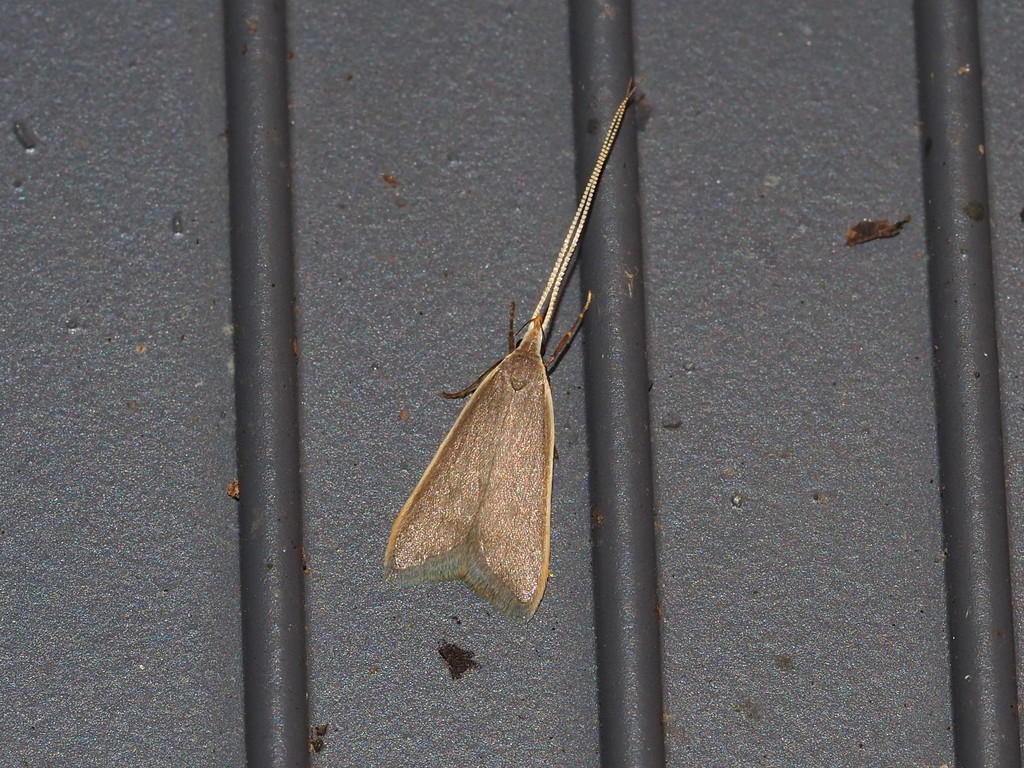 Homaloxestis myeloxesta