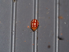 Calvia quadrivittata