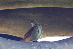Cichladusa arquata