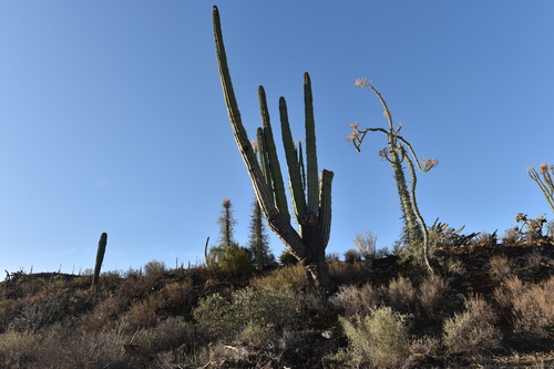 Fouquieria columnaris