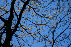 Sassafras randaiense