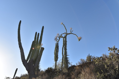 Fouquieria columnaris