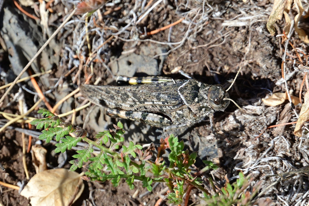 Angaracris barabensis from Tariat, Arkhangai, Mongolsko on August 26 ...