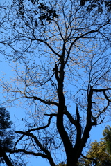 Sassafras randaiense