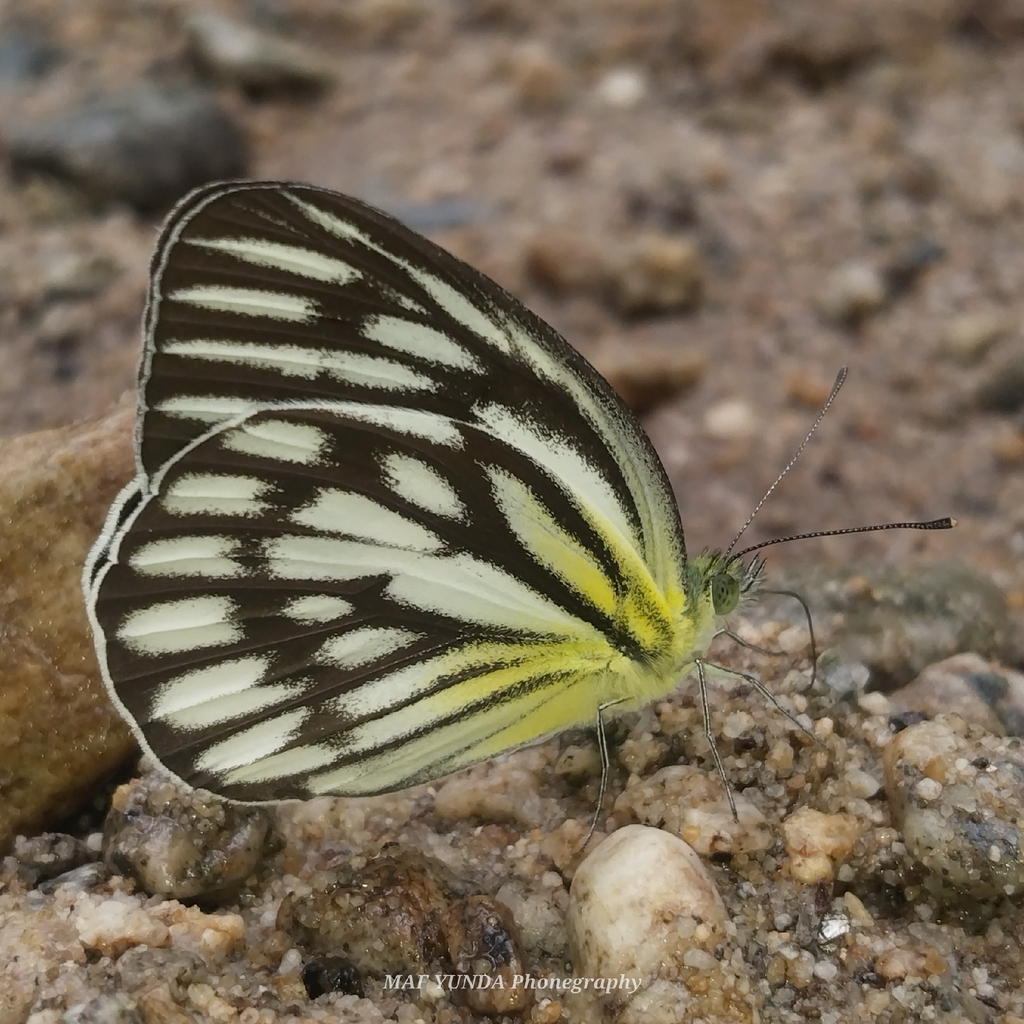 Cepora fora (Cepora fora)