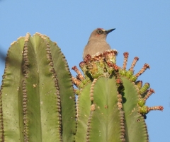 Melanerpes hypopolius