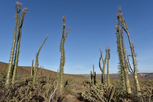 Fouquieria columnaris