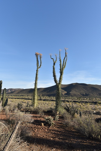 Fouquieria columnaris