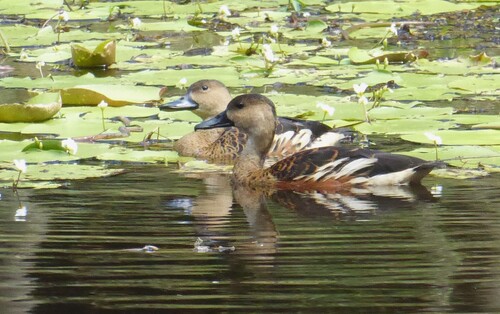Wandering Whistling Duck (Dendrocygna arcuata), photo 4