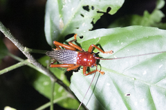 Phlebogryllacris venosa