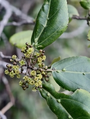 Rhamnus glandulosa, photograph (c) Ben Jobson, some rights reserved (CC BY)