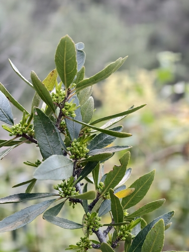 Canary buckthorn (Rhamnus crenulata)