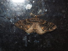 Parectropis subflava