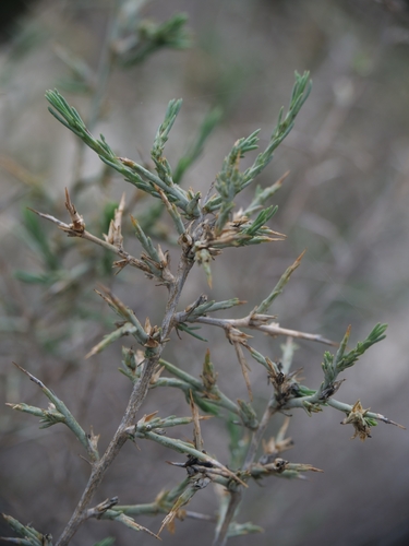 Short-pointed Saltwort (Noaea mucronata)