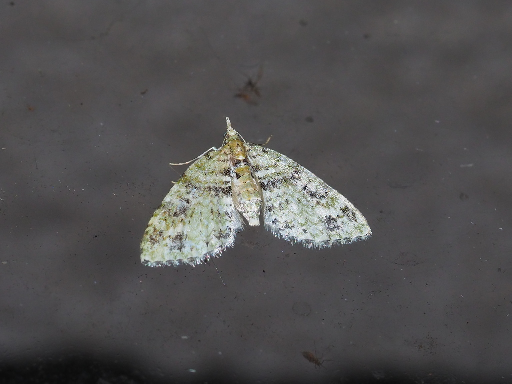 Chloroclystis blanda