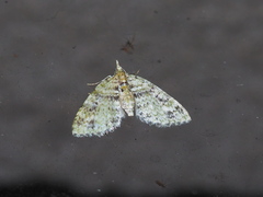 Chloroclystis blanda
