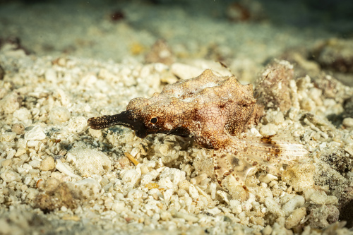 Common seamoth (Eurypegasus draconis) — Pegasidae