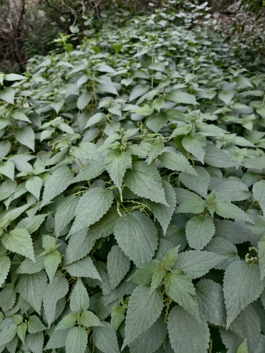 Pica Pica (Urtica morifolia)